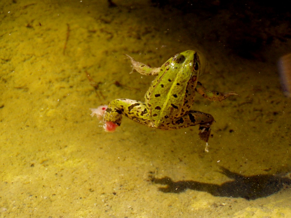 Le solite ... rane verdi - Pelophylax sp. (prov. Ferrara)